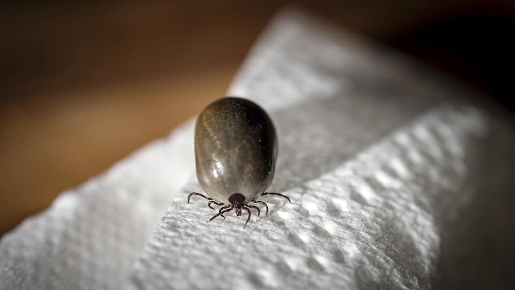 10 Fakten, die Sie zu Zeckenbissen kennen sollten Eine vollgesogene Zecke - Ein Zeckenstich gilt in der Schweiz rechtlich als Unfall. Doch wann müssen Sie zum Arzt, und wie entfernen Sie das Tier ohne Infektionsrisiko? Diese 10 Punkte klären auf