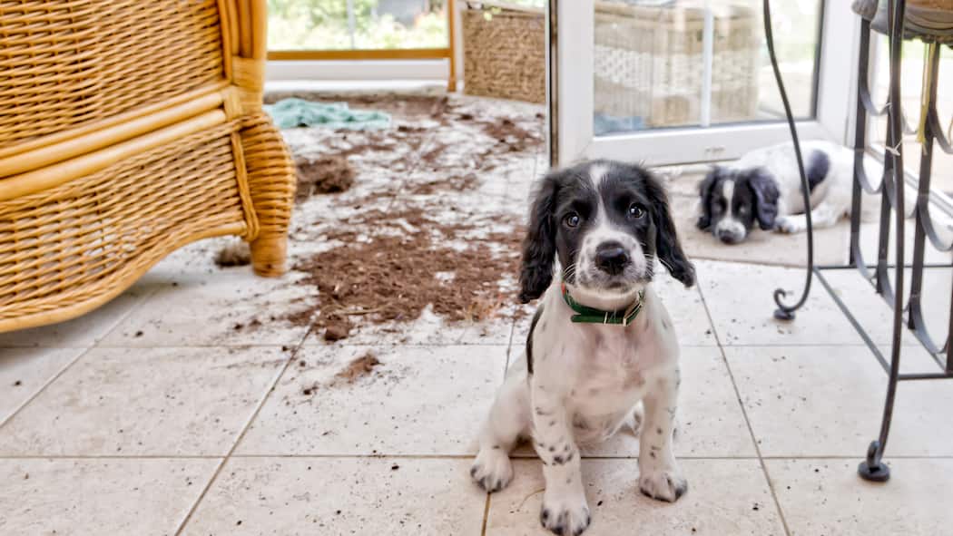 Wenn Tiere einen Schaden anrichten Zwei Hunde schauen unschuldig in die Kamera, im Hintergrund sieht man auf dem Boden zerstreute Pflanzenerde.