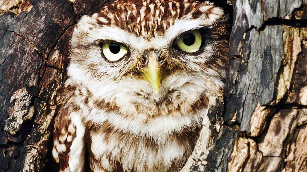 Weggeputzt von der Schweizer Ordnungsliebe Steinkauz