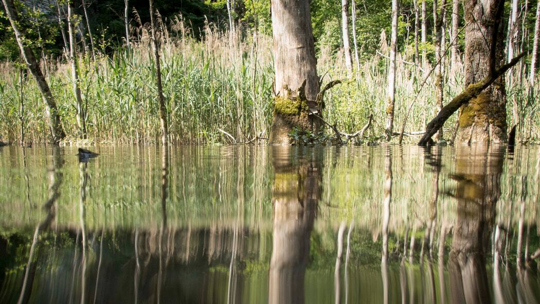 Das stille Sterben unter Wasser Blick aufs Wasser des Hüsenbachs, das Ufer spiegelt sich darauf