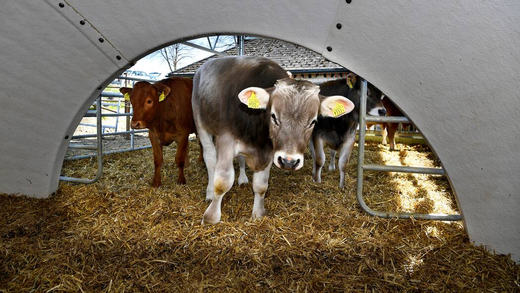 Bürokratie gegen gesunde Kälber Freiluftkälber in einem Iglu