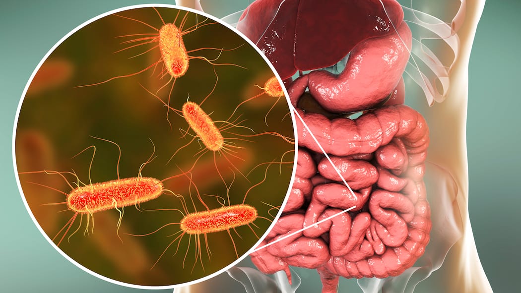 Gefahr im Darm Darstellung EHEC-Bakterien