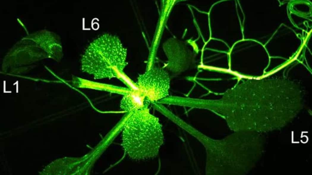 Das passiert bei einer Immunreaktion in einer Pflanze Immunreaktion in einer Pflanze