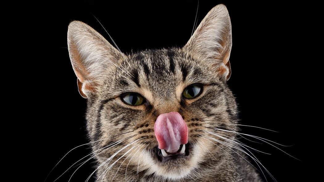 Bedrohen Katzen die Artenvielfalt? Katze