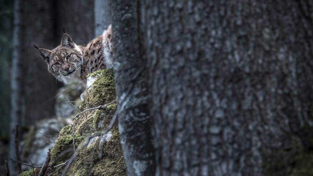 Dem Phantom der Wälder auf der Spur Foto eines Luchses im Wald von Laurent Geslin.