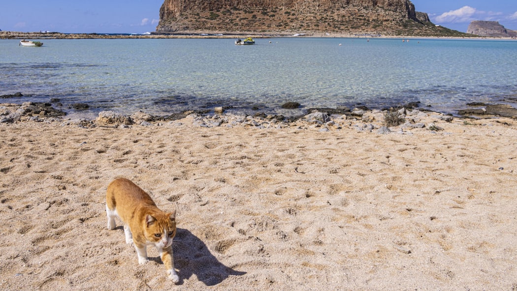 Keine Hunde, keine Zigis, kein Sex Eine Katze am Meeresstrand - Viele Ferienländer reagieren mit Verboten und Anweisungen auf überbordende Strandurlauber. Der Beobachter zeigt, wo Sie mit Verboten rechnen müssen