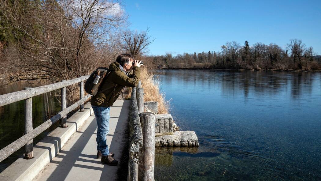 7 schöne Flusswanderungen in der Schweiz Unterwegs auf dem Uferweg entlang des Rheins bei Rüdlingen SH.