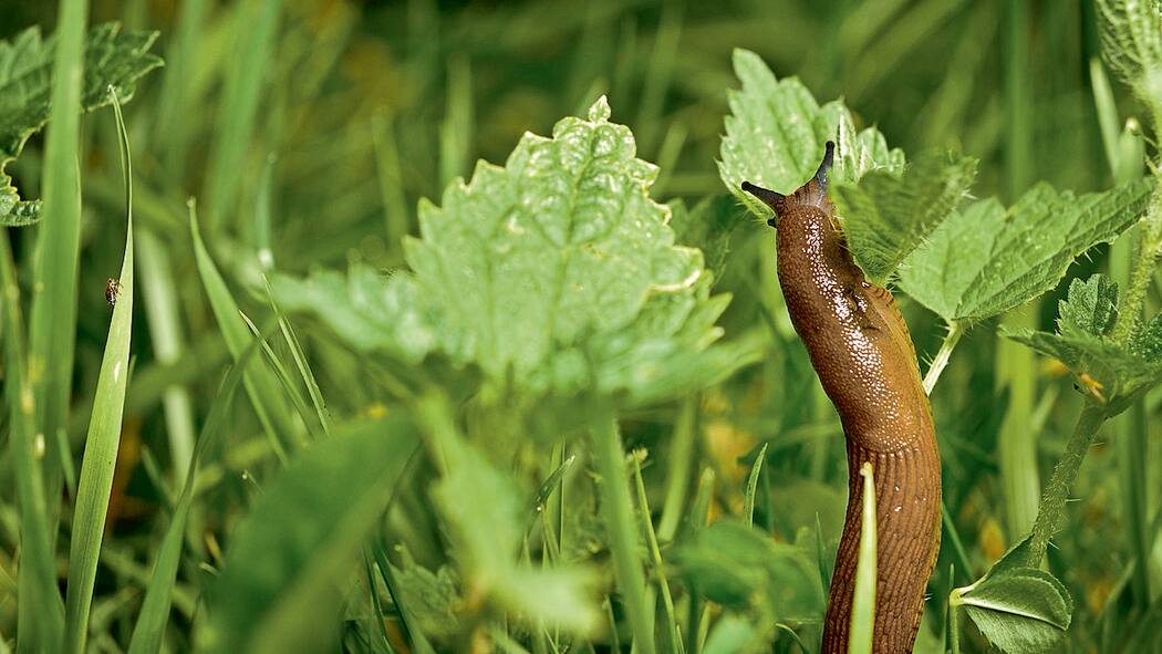 Tipps gegen die Schneckenplage Tipps gegen die Schneckenplage