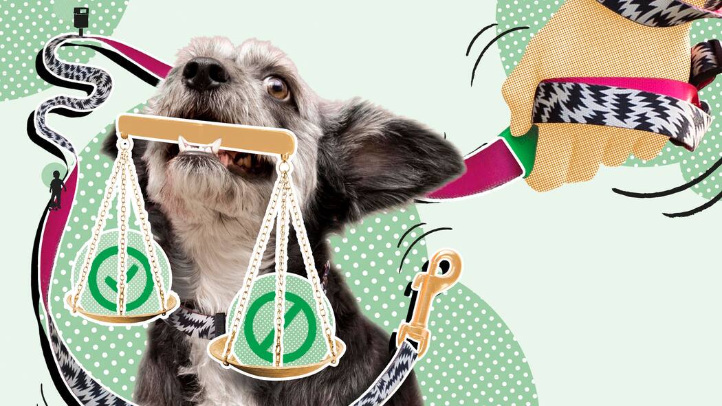 Diese Regeln gelten für Hundehalter Illustration Hund und Recht: Mehr Beissattacken Einen Hund halten – das sind die Regeln Frauchen und Herrchen müssen ihren Vierbeiner im Griff haben – und haben auch sonst einige Pflichten.