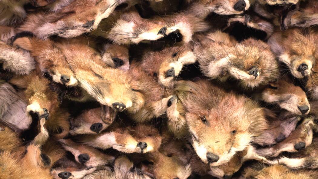 «Das Tragen von Pelz sendet ein Zeichen» Dutzende aufeinandergestapelte Fuchsfelle im Lager einer Gerberei.