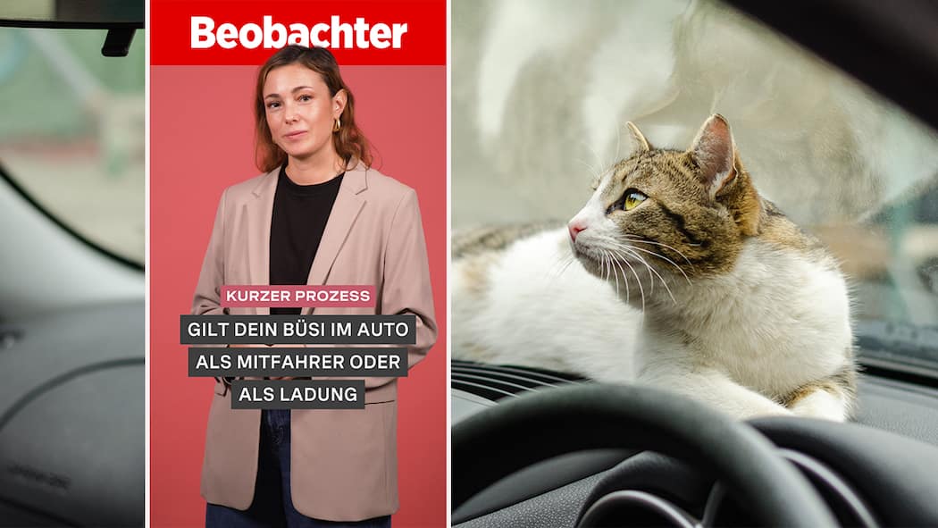 Gilt dein Büsi im Auto als Mitfahrer oder als Ladung? Thumbnail Beobachter Video Kurzer Prozess Norina Meyer und Katze. Unsere Büsis sind natürlich ein vollwertiges Familienmitglied – aber vor dem Strassengesetz sieht das ein bisschen anders aus. In diesem Fall gabs darum eine Strafe für diesen Katzenpapa.