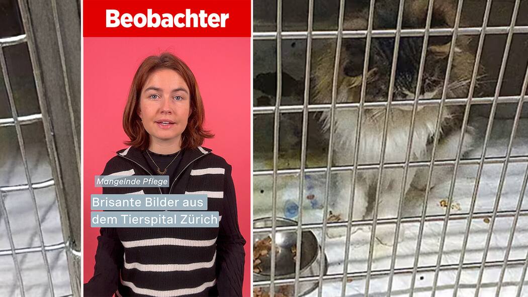 Erschreckende Bilder aus dem Tierspital Zürich Beobachter-Video Tierspital: Hunde und Katzen, die in ihrem Kot liegen, Schimmel und multiresistente Keime: Recherchen des Beobachters zeigen erschreckende Zustände in der universitären Kleintierklinik in Zürich.