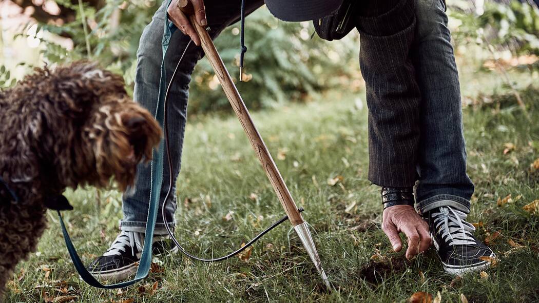 Auf Trüffeljagd im Stadtpark Thierry Garzotto mit Trüffelhündin Emma