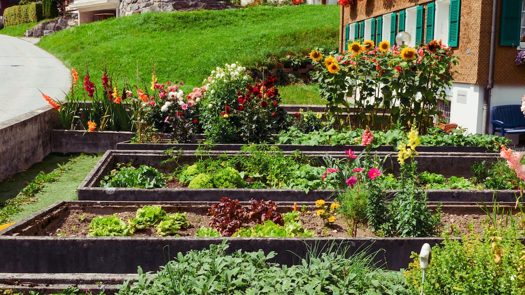 So gelingt Ihr Gemüse- und Kräutergarten Wunderschöner Gemüsegarten mit Blumen im Hintergrund - Gemüse und Kräuter selbst ziehen? Kein Problem – mit diesen Expertentipps gelingt das Anlegen eines Gartenbeets