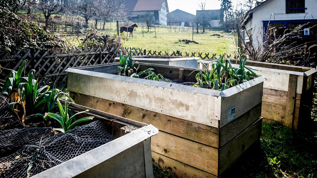 Ein Beet, viele Irrtümer Hochbeet