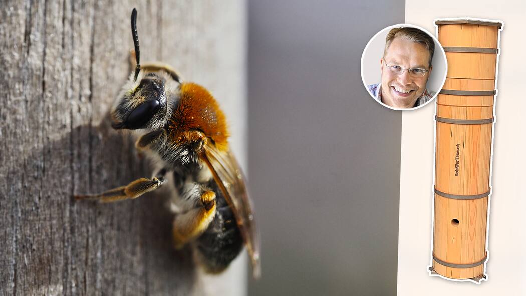 Der Rebell und sein Bienen-Baum Torben Schiffers Schiffer-Tree