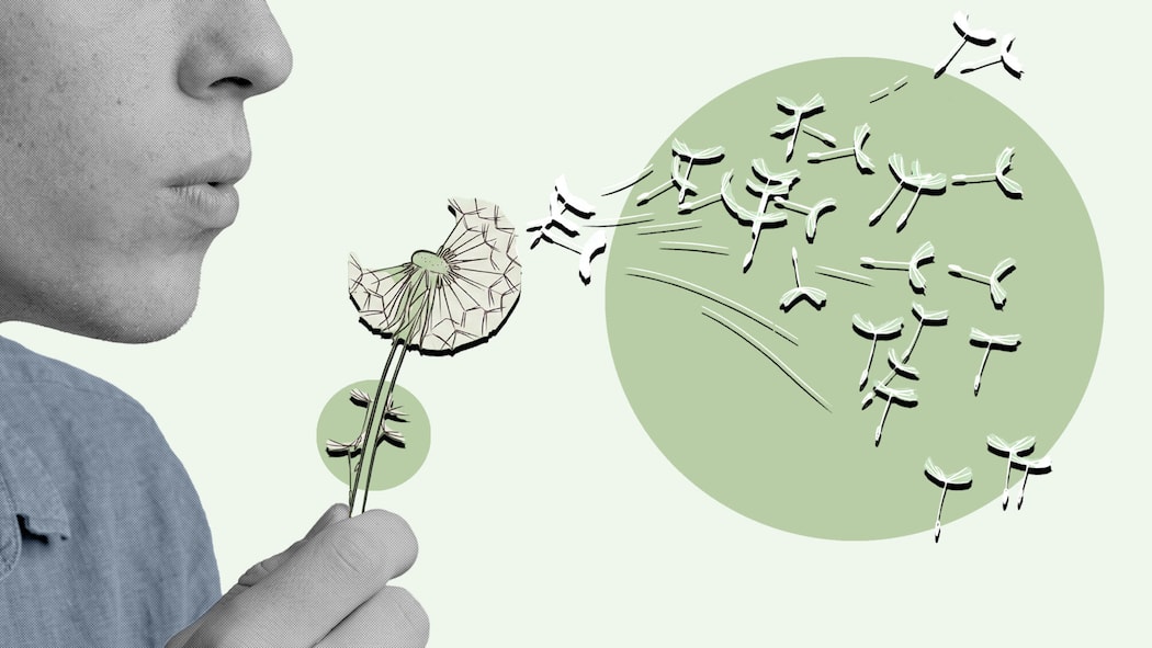 Suizid und Sterbehilfe – was rechtlich gilt Blüten einer Löwenzahn-Blumen verteilen sich im Freien - Sich selbst das Leben zu nehmen, ist ein Menschenrecht. Auch das Bundesgericht anerkennt das. Heikel wird es aber, wenn jemand dabei unterstützt. Der Beobachter erklärt, was in der Schweiz bei Sterbehilfe rechtlich gilt.