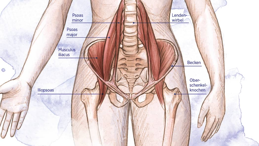 Lendenmuskel – gezieltes Training hilft Psoas