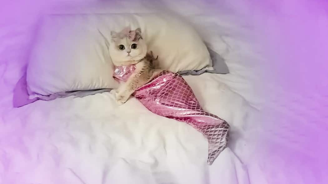 Verschonen Sie Ihr Tier vor Halloween-Kostümen! Katze in Nixen-Kostüm - Der Trend, Fifi und Mauzi als Kürbis oder Kakerlake zu verkleiden, ist in der Schweiz angekommen. Gemeinsam mit Tierschutzexpertinnen zeigt der Beobachter, was man seinem Liebling damit antut – und was sogar verboten ist