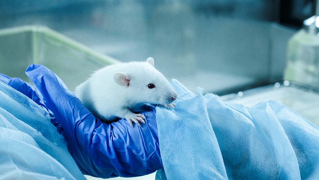 «Wir dürfen Tierversuche nicht verstecken» Maus in Versuchslabor