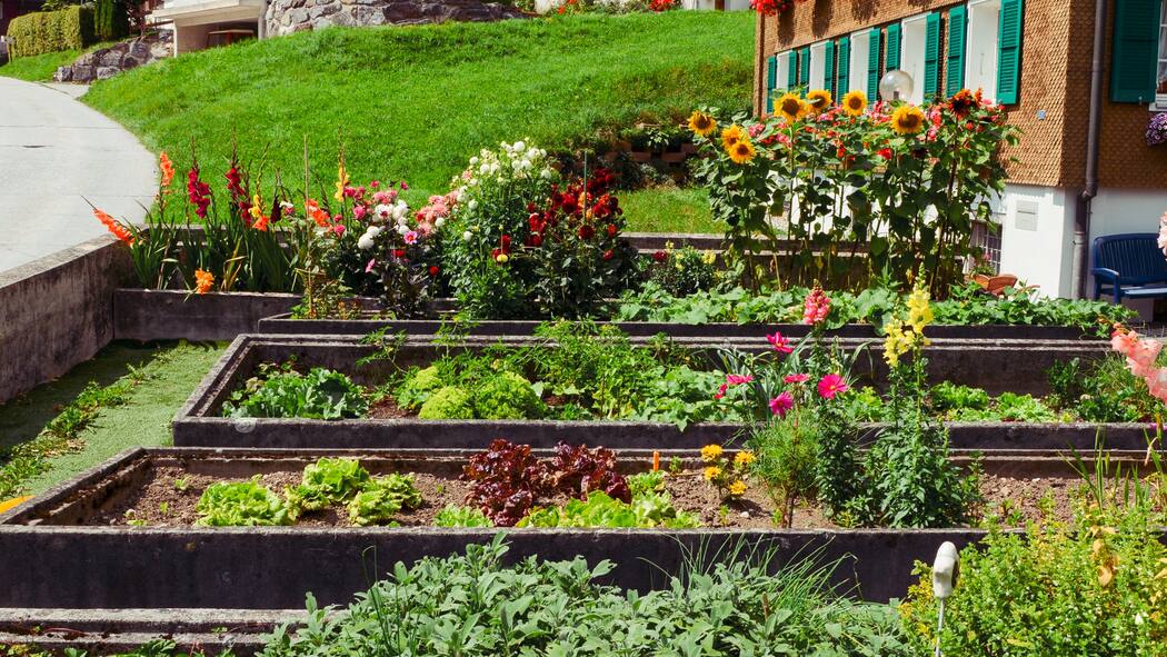 Weg mit dem Rasen, her mit dem Gemüse! Gemüsebeet im Garten