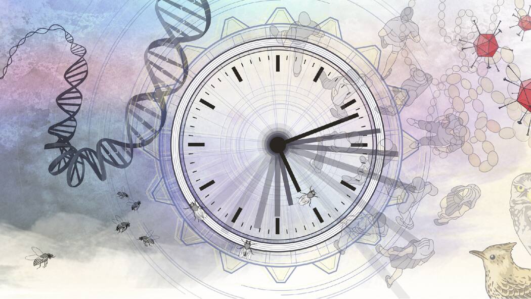 Im Takt der inneren Uhr Illustration einer Uhr, einer DNA-Spirale und Eulen.