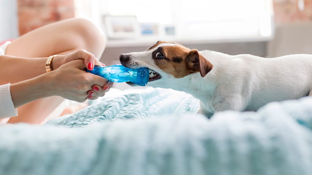 Ruhig Blut! Was tun, wenn der Hund plötzlich zubeisst?