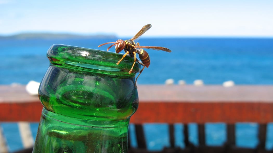 Schmerzhafte Begegnungen Eine Wespe auf einer Bierflasche. Ein Stich im Mund oder Rachen kann sehr gefährlich werden.
