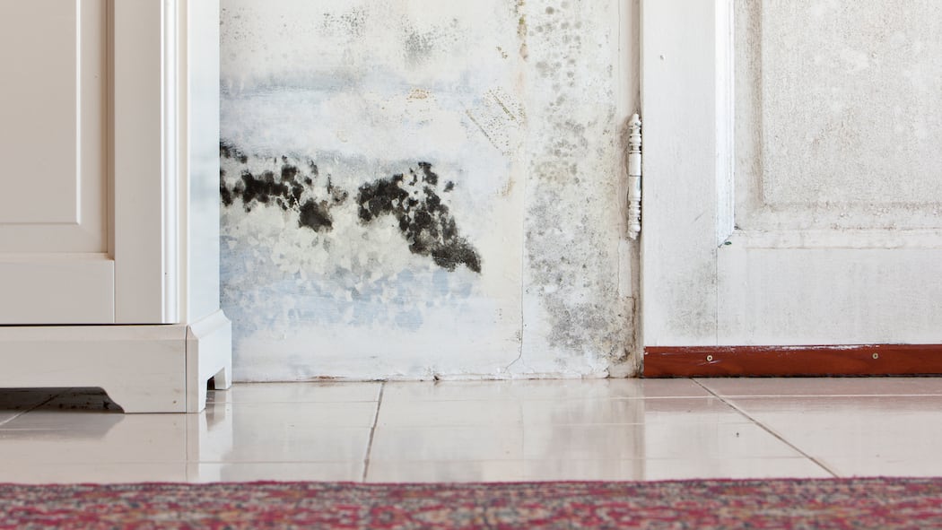 Schimmel in der Wohnung – das ist zu tun Eine möblierte weisse Wand, an der sich schwarzer Schimmel gebildet hat. Wie Mieter bei Schimmelbefall handeln müssen.