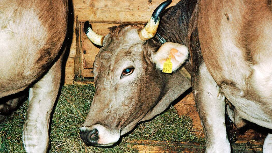 Gift im Fleisch – und niemand tut etwas Schweiz, Elm, Kuehe im Stall