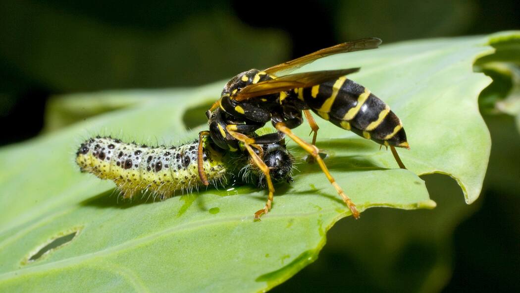 So funktioniert das Immunsystem von Pflanzen Kampf zwischen Wespe und Raupe auf einem Pflanzenblatt