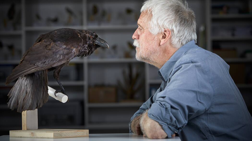Grosse Schauspieler, geborene Trickser Als Kind fürchtete er sich vor den schwarzen Vögeln: Dohlenexperte Christoph Vogel