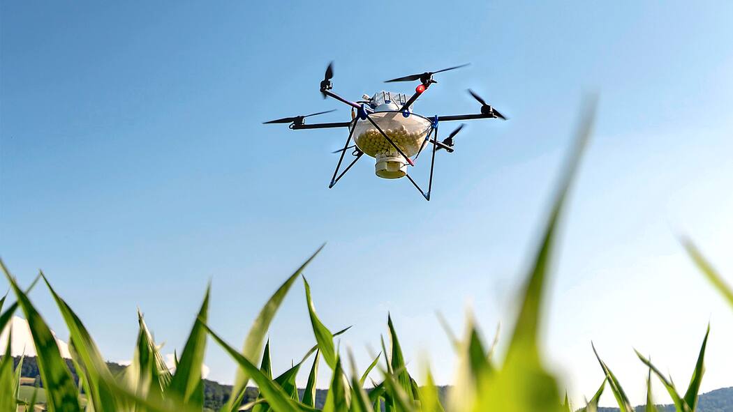 «Vielleicht werden bald kleine Roboter die Felder bewirtschaften» GPS-Drohne wirft Nützlinge über Feld ab