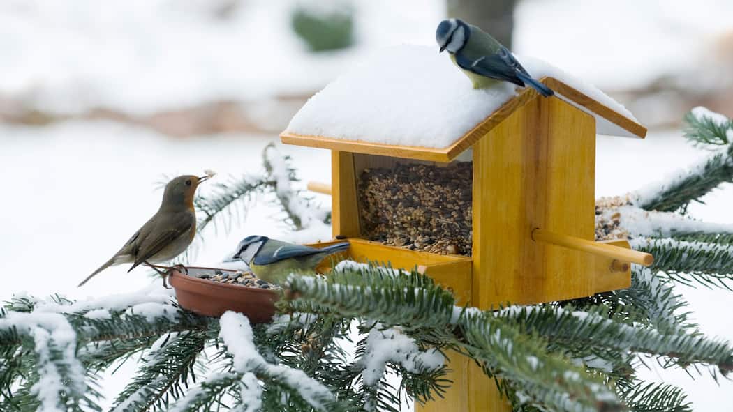 Vermieter verbietet Vogelhäuschen auf Balkon Vogelhäuschen aufstellen Balkon