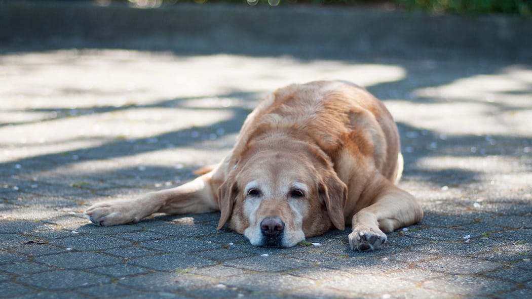 Tipps für tierisch heisse Tage Hund