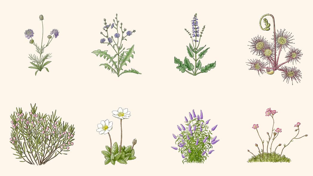 Welche Pflanzen dem Klima trotzen – und welche nicht Illustrationen von Pflanzen