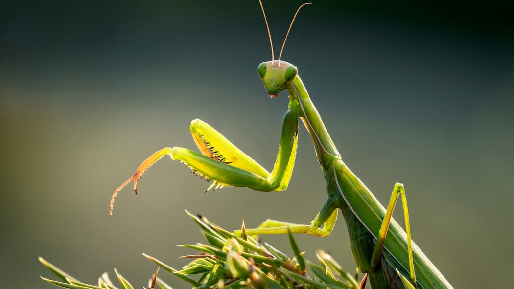 «Sie sind die wahren Helden der Natur» Fangschrecke Gottesanbeterin