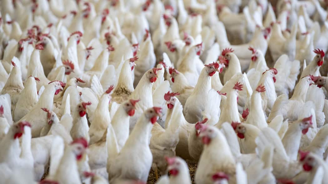 Unnötig? Oder moralisch das einzig Richtige? Blick in einen Hühnerstall