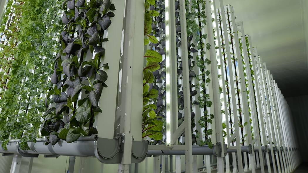 Vertical-Farming-Projekt der Migros gescheitert Pflanzen wachsen in einer Produktionshalle nach oben.