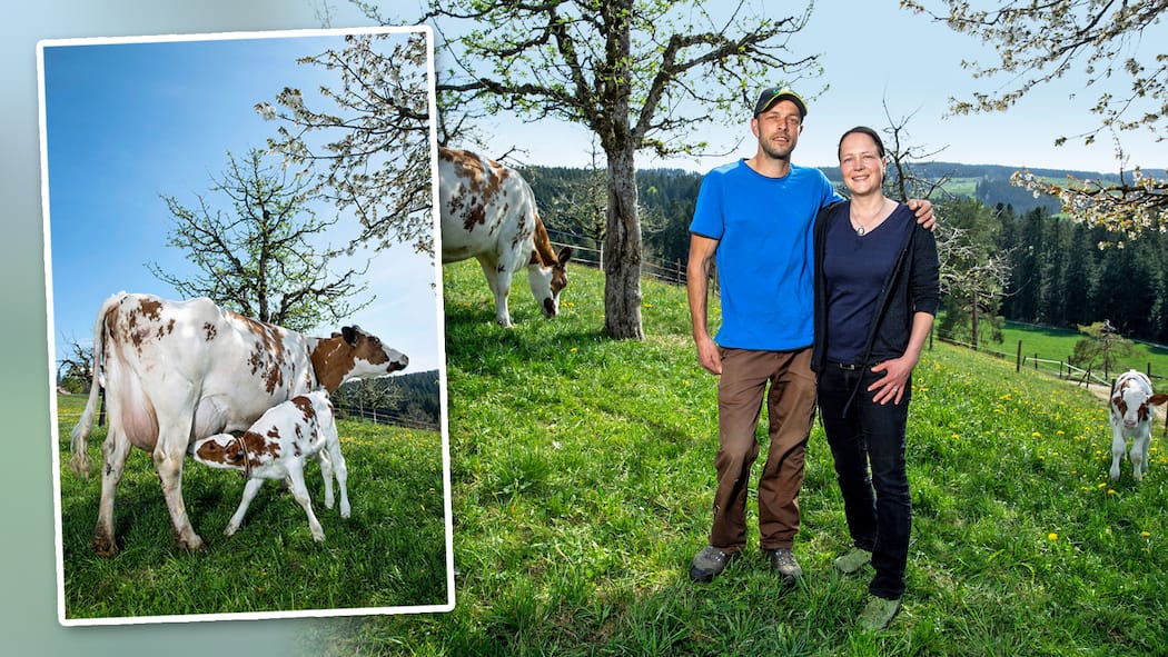 Hier leben Milchkuh und Kalb nicht getrennt Stefan und Evelyn Scheidegger