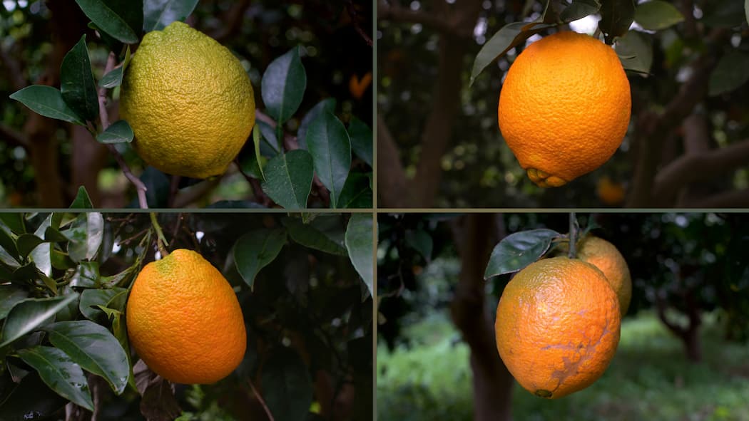 Weniger Foodwaste, mehr Geld für die Bauern Zu grüne Orange, zu unförmige Orange, zu vernarbte Orange, zu kleine Orange (von links oben im Uhrzeigersinn)