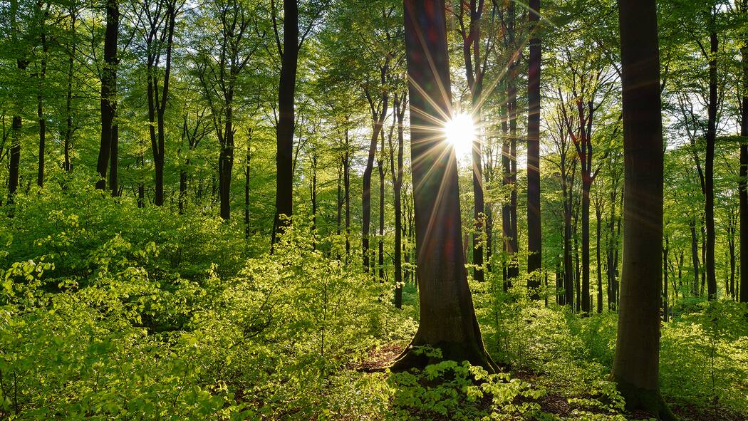 Darum tut uns der Wald so gut Wald im Frühling
