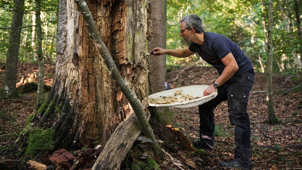 Es lebe das Chaos! Thibault Lachat im Sihlwald