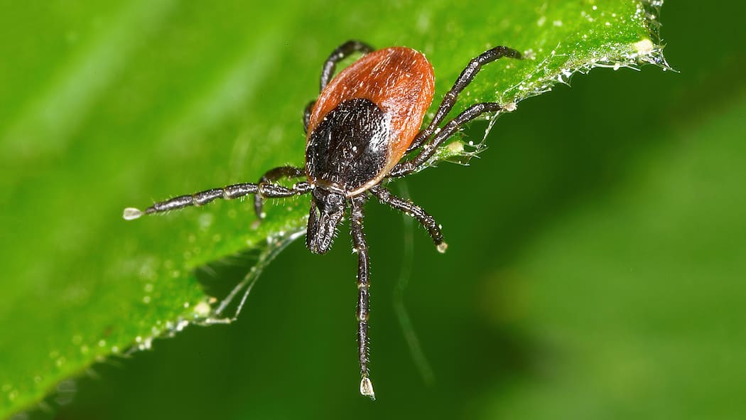 Schutz vor den Blutsaugern Ein Holzbock streckt die Vorderbeine aus auf der Suche nach Nahrung.