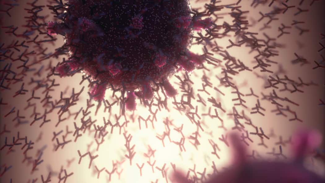 Das müssen Sie über die Impfung wissen Antikörper reagieren auf das Covid-19-Virus.