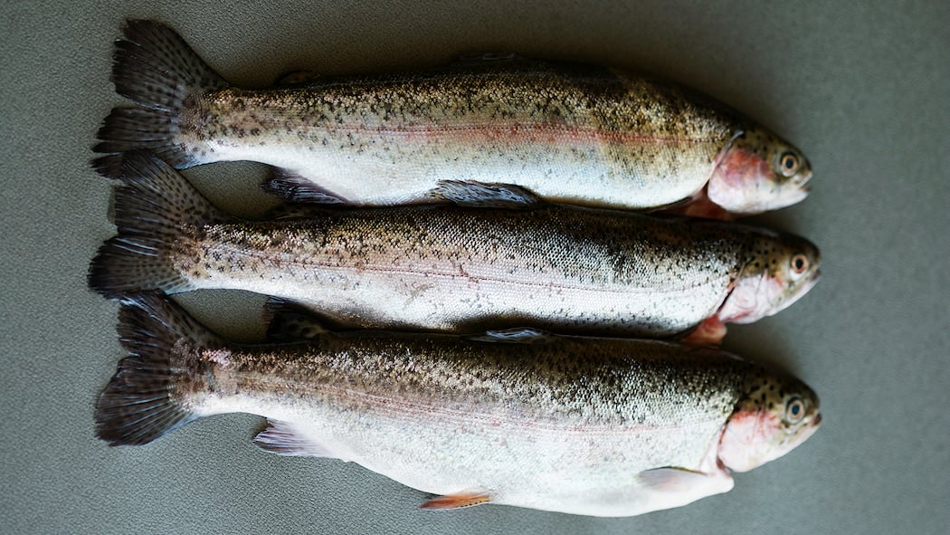 Wer wusste vom Listerien-Todesfall? Drei Forellen auf grauem Hintergrund. Eine Person isst geräucherten Fisch, der mit Listerien verseucht ist, und stirbt. Ein Fall für die Staatsanwaltschaft, denn es handelt sich um mutmassliche fahrlässige Tötung. Nur: Die zuständige Thurgauer Behörde erfuhr erst über die Medien davon. Wie ist das möglich?