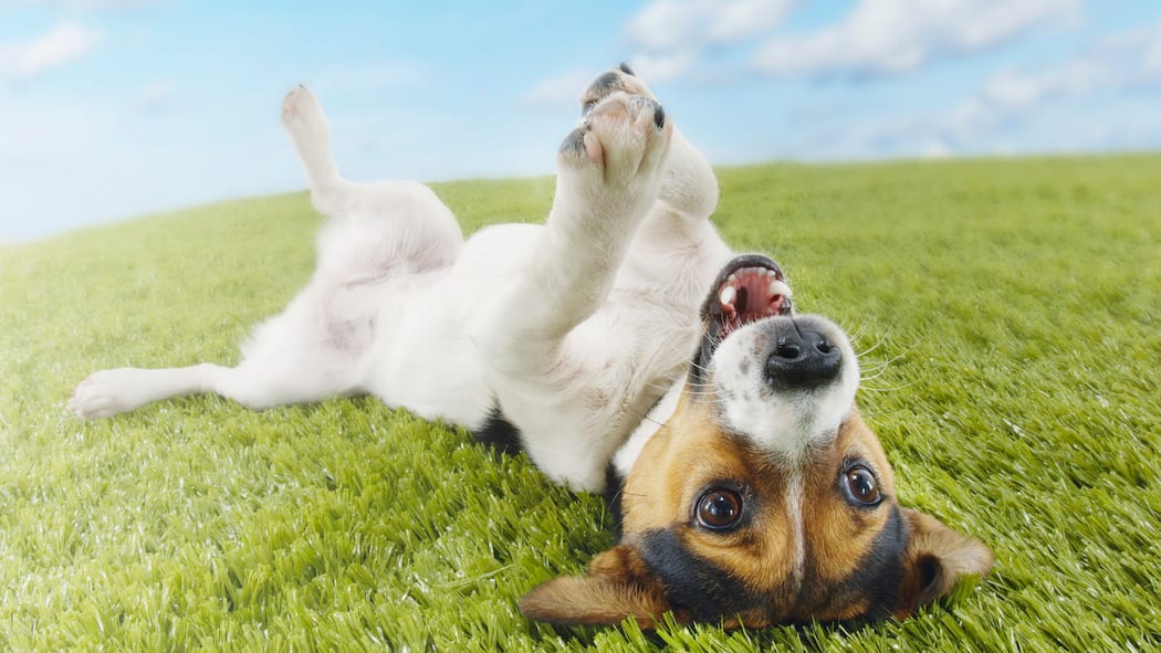 Jeder Hund ist ein Risiko Hund