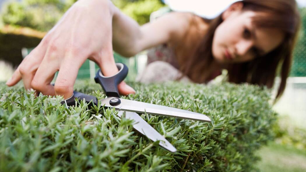 Nachbarrecht Abstandsvorschriften für Bäume und Sträucher Beobachter