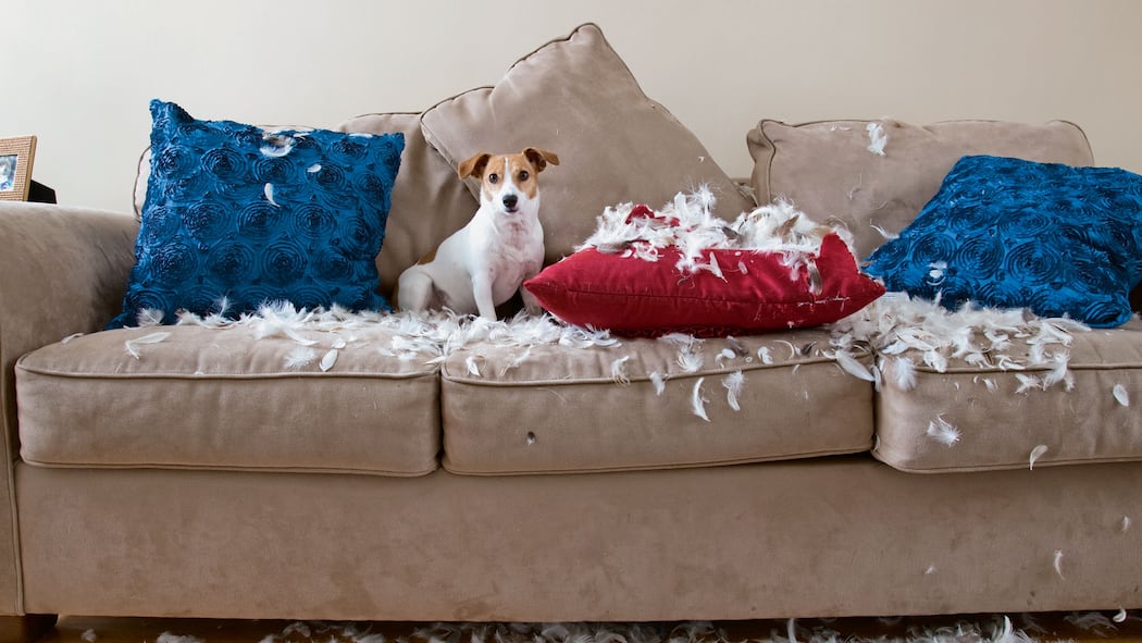 Bello und die Paragraphen Bello und die Paragraphen