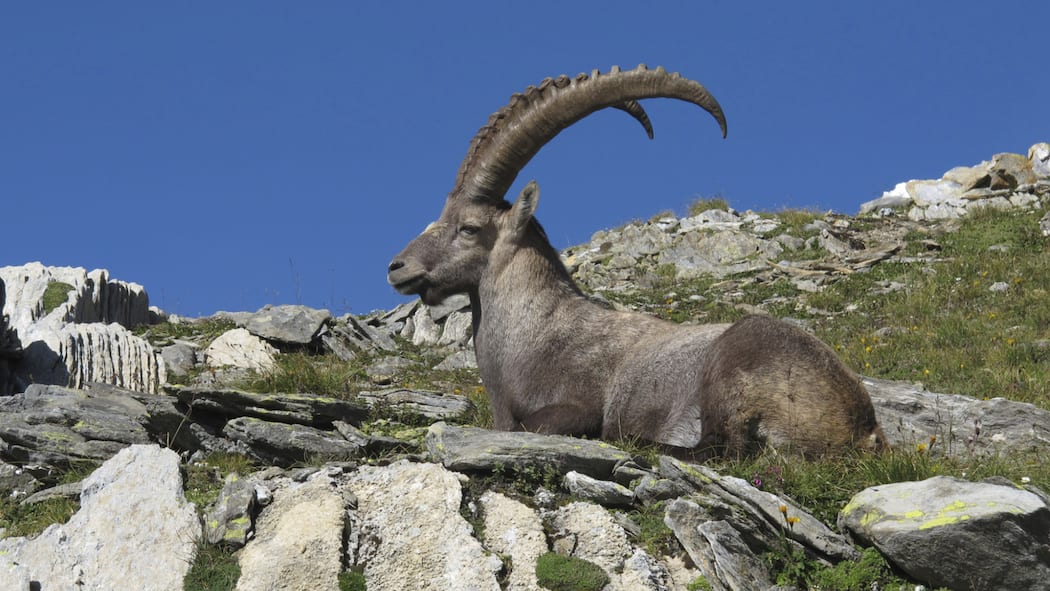 Geraubt und gerettet Geraubt und gerettet